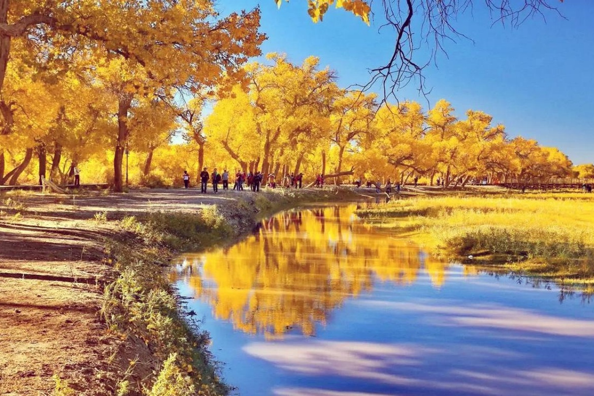 Desert Populus Forest Scenic Area